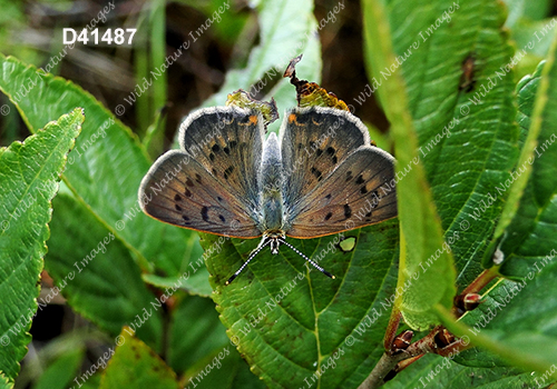 Dorcas Copper (Lycaena dorcas)